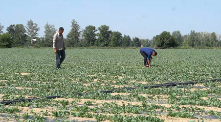 哈巴河县5万余亩中草药喜迎丰收年