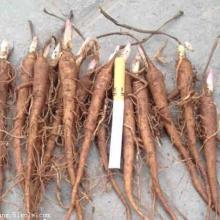 2019年药材种子种苗市场价格与批发趋势解析