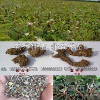 苍术种苗市场探析 从价格走势到选购指南