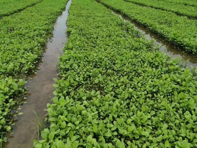 中药材种子种苗培育指南 聚焦黄精、白芨、天冬与泽泻