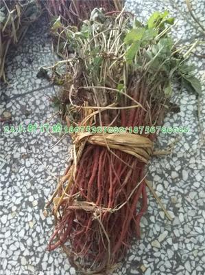 安徽、山东、山西丹参苗产地批发指南 价格、厂家与药材种苗市场探析