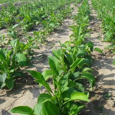 安国龙飞种业 优质白术秧苗厂家直销，专业种植技术全程护航