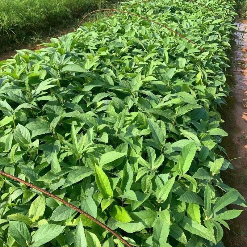 五指毛桃 从种子到种苗的种植指南与药材价值