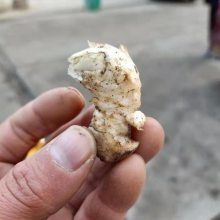 洋荷姜栽培技术与药材种子种苗行业发展