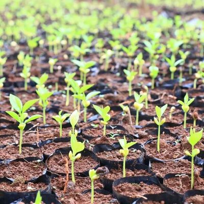 科学培育种植带动沉香药用市场革新发展