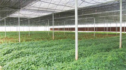 贵州道地药材种子种苗繁育中心:初夏育种育苗忙