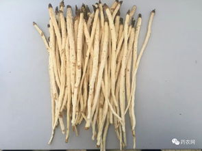 春季陆续春耕,黄金时段种植什么中药材最为适宜