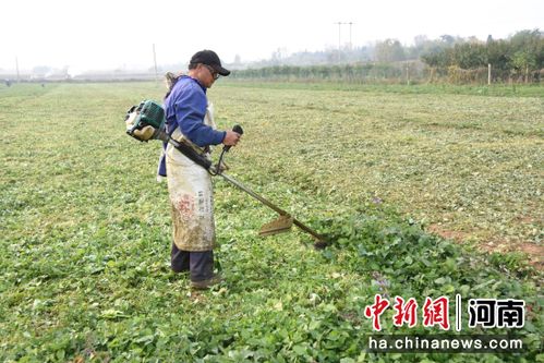 发展中药材种植 开乡村振兴 良方