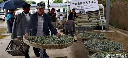 发展艾草产业助推精准扶贫--首届陇原艾产业发展及扶贫大会在榆中召开