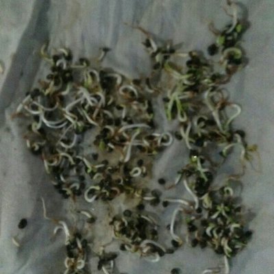 药材类种子种苗 黄芪种子批发供应_药材类种子种苗 黄芪种子价格行情_药材类种子种苗 黄芪种子商家_中国惠农网