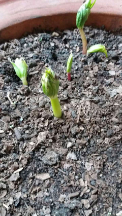 白芨种苗 独角莲种苗 贵州独角莲 白芨组培苗 贵阳独角莲 药材种子 药材种苗 贵州中药材种植