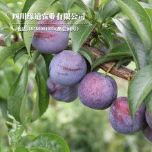 【芍药种苗】-