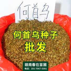 何首乌 从名贵中药材到家庭盆栽的种植与繁育指南