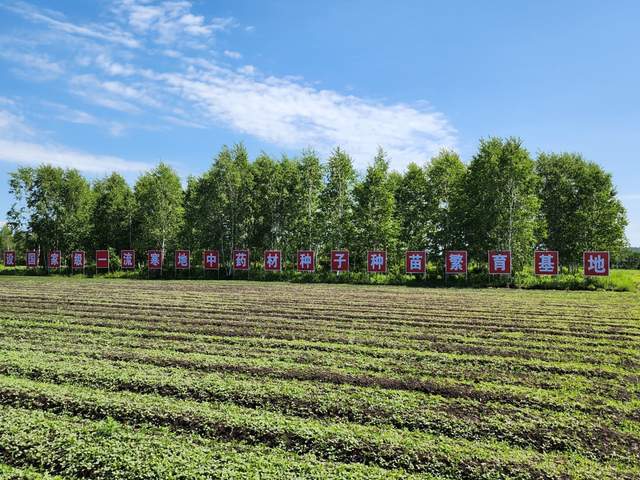 寒地兴安 龙药领先——走进大兴安岭种子种苗繁育基地